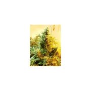 Skunk #1® – product view 2