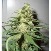 Skunk #1® – product view 3