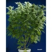 Skunk #1® – product view 4