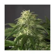 Skunk #1® – product view 5
