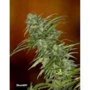 Skunk #1® – product view 6