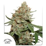 Skunk #11® – product view 1