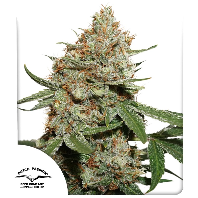 Skunk #11® – product view 1