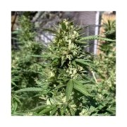 Skunk #11® – product view 2