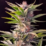 Skunk #11® – product view 3