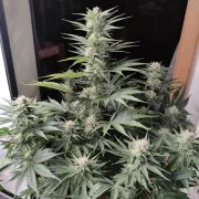 Skunk #11® – product view 4