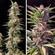 Skunk #11® – product view 5