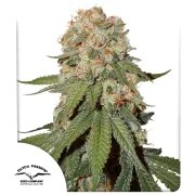 Orange Bud® – product view 1
