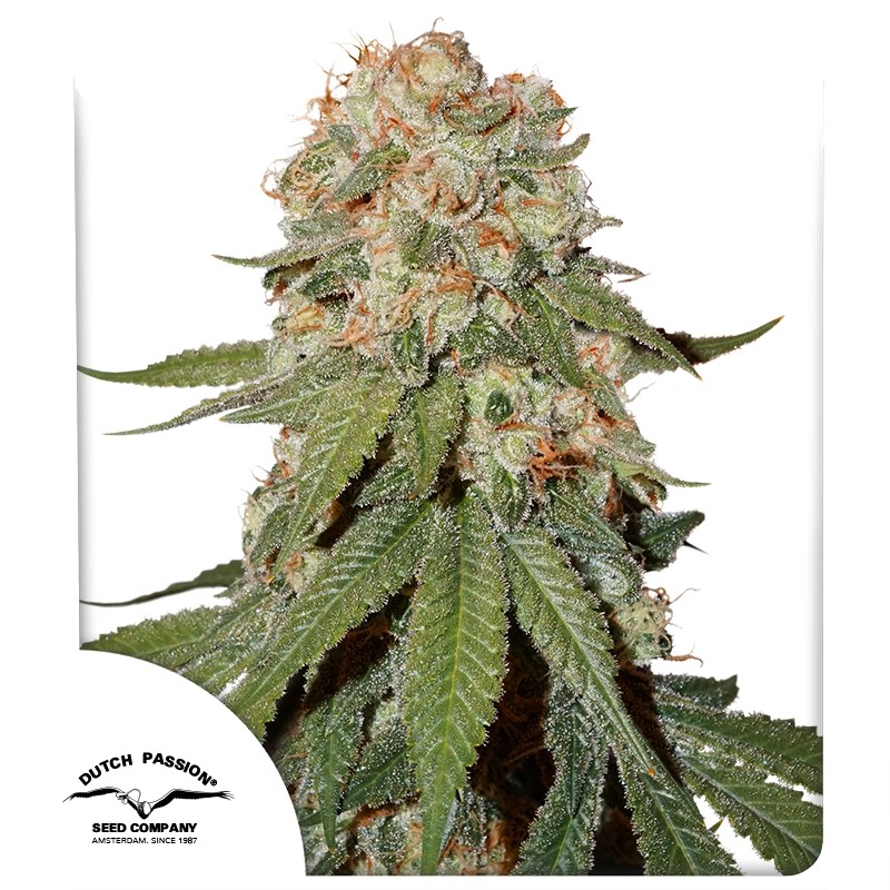 Orange Bud® – product view 1