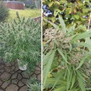 Orange Bud® – product view 2