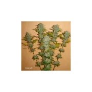 Orange Bud® – product view 3