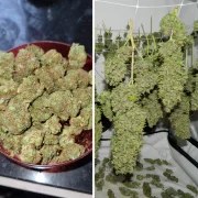 Orange Bud® – product view 4