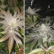 Orange Bud® – product view 5