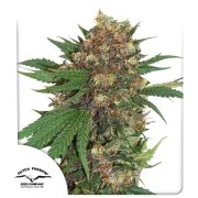 Master Kush – product view 1