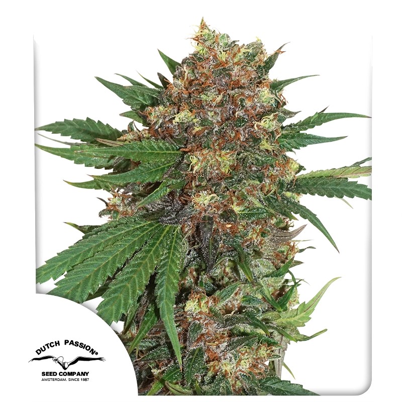 Master Kush – product view 1