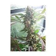 Master Kush – product view 2
