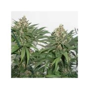 Master Kush – product view 3