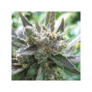 Master Kush – product view 4