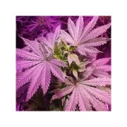 Master Kush – product view 5