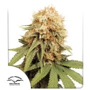 White Widow – product view 1