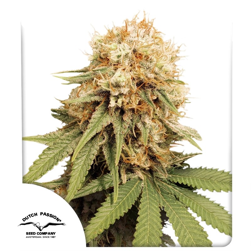 White Widow – product view 1