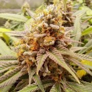 White Widow – product view 2