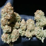 White Widow – product view 3