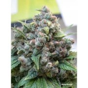 White Widow – product view 4