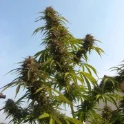 White Widow – product view 5