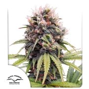 Euforia ® – product view 1