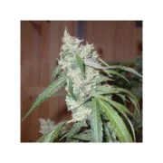 Euforia ® – product view 4