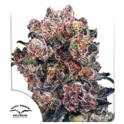 Blueberry® – product view 1