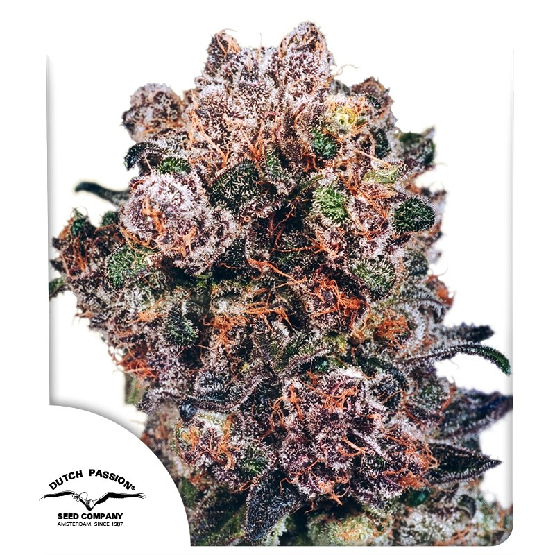 Blueberry® – product view 1