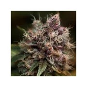 Blueberry® – product view 2
