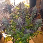 Blueberry® – product view 3