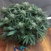 Blueberry® – product view 4
