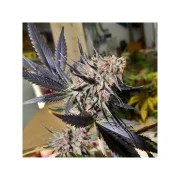 Blueberry® – product view 5