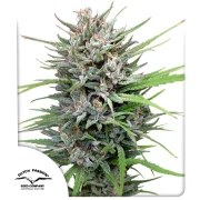 Passion #1® – product view 1
