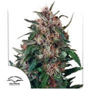 Hollands Hope® – product view 1
