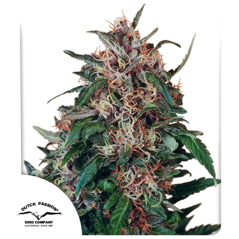 Hollands Hope® – product view 1