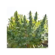Hollands Hope® – product view 2