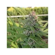 Hollands Hope® – product view 3