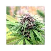 Hollands Hope® – product view 4