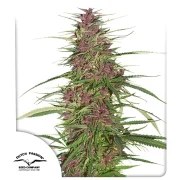 Purple #1® – product view 1