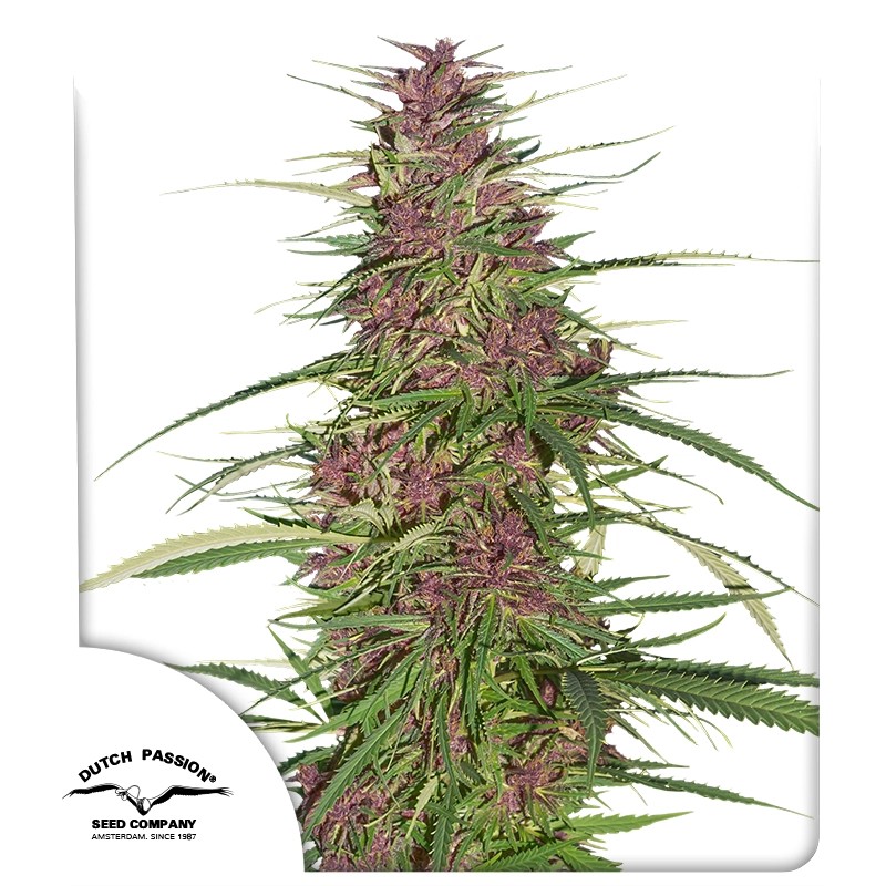 Purple #1® – product view 1