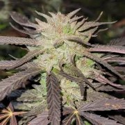 Purple #1® – product view 3