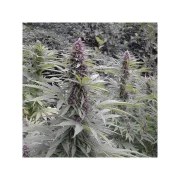 Purple #1® – product view 4