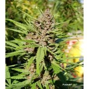 Purple #1® – product view 5
