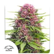 Frisian Dew® – product view 1