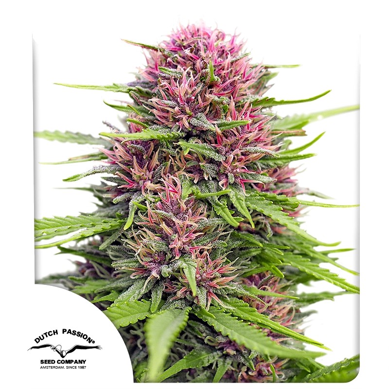 Frisian Dew® – product view 1
